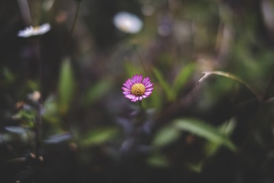 粉色有花瓣的花朵特写摄影
